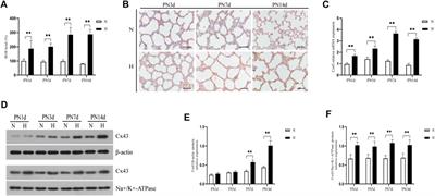 The Specific Connexin 43–Inhibiting Peptide Gap26 Improved Alveolar Development of Neonatal Rats With Hyperoxia Exposure